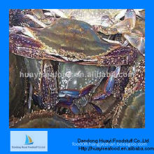 frozen crab blue swimming crab whole crab